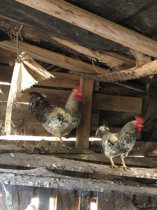 Galos  mouriscos e vermelhos