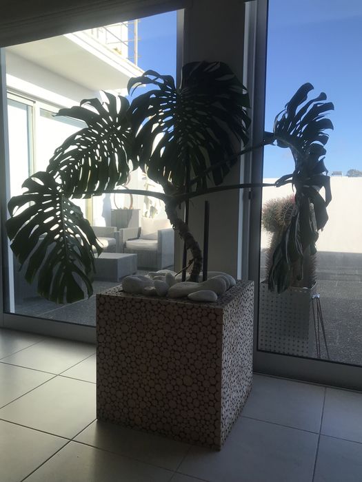 Vaso muito grande com planta natural