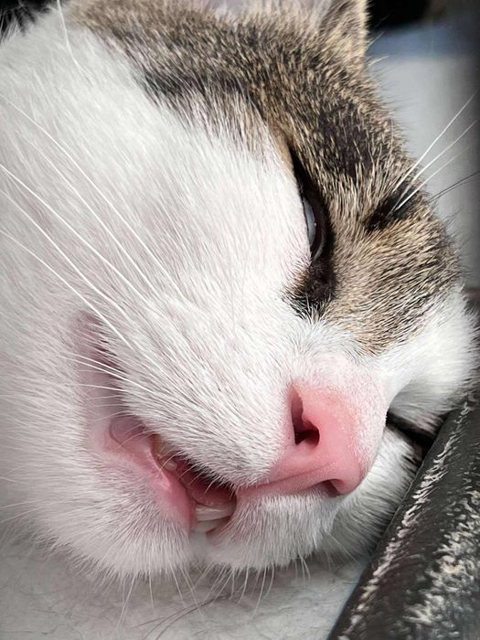 Towarzyski kotek szuka domu