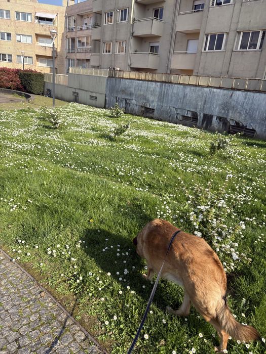 Cadelas para adoção [Urgente]