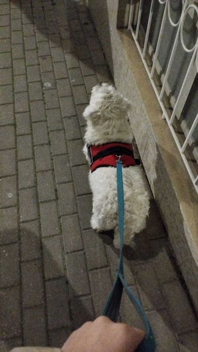 Cuidadora de cães / Pet Sitting