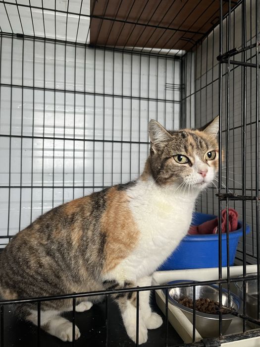 Maia- Gatinha super meiga!