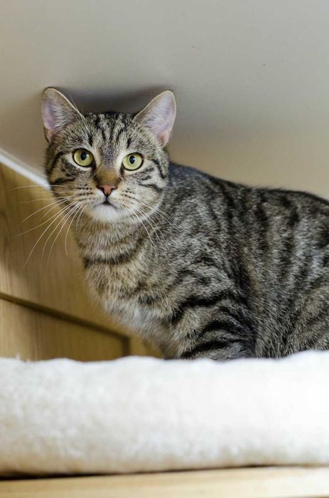 Harry- wycofany, piękny kocurek czeka na dom