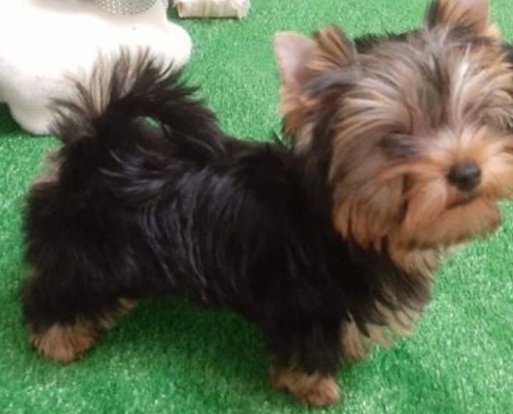 Супер мини мини кнопочная девочка йорочка