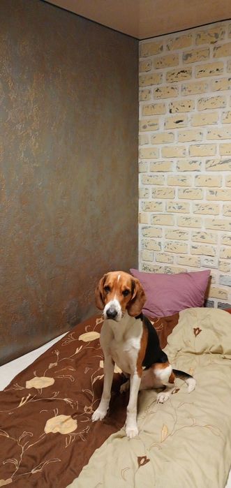 Отдам в хорошие руки  Собаку