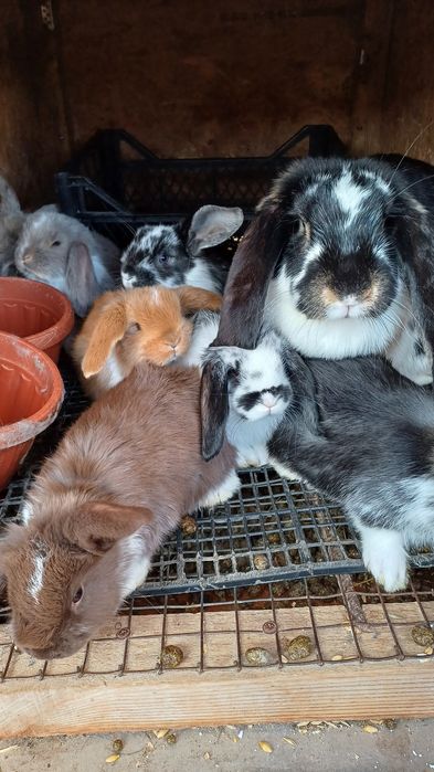 Кролі Французький баран