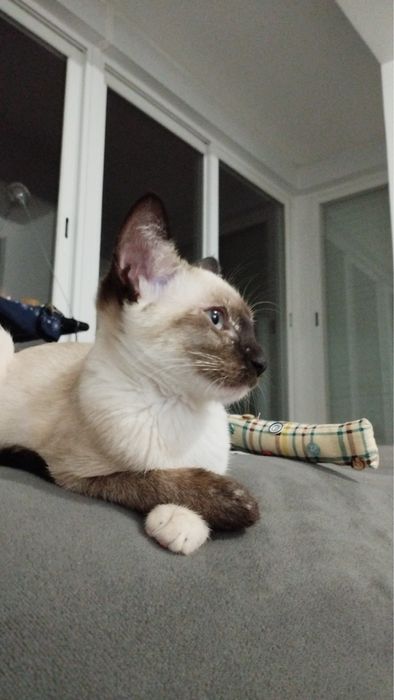 Gatinha para adocao responsavel | incompatibilidade familiar