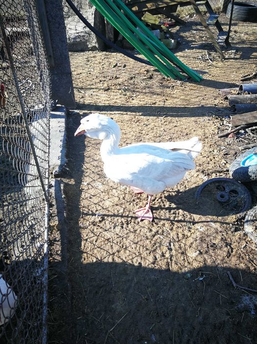 Gęś chomogor biała