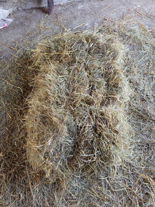 Sprzedam kostki siana .