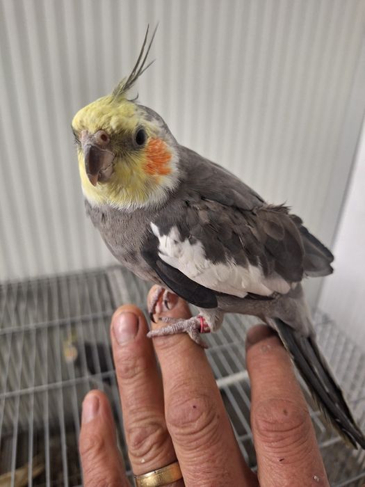 Cataturas  domisticadas