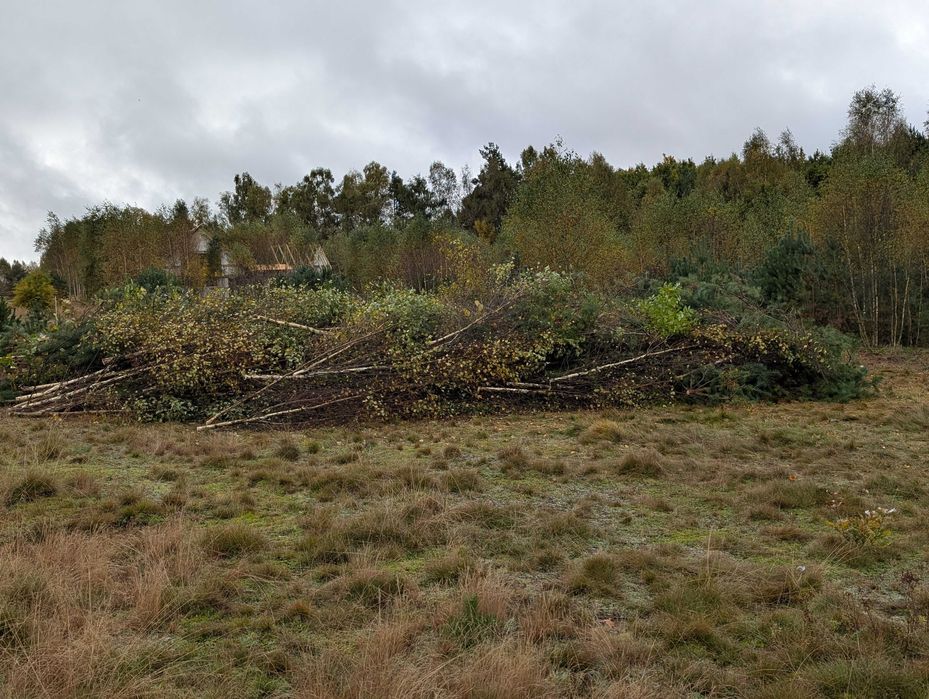 oddam drewno wraz z gałęziami