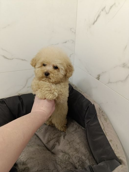 VIP дівчинка мальтіпу