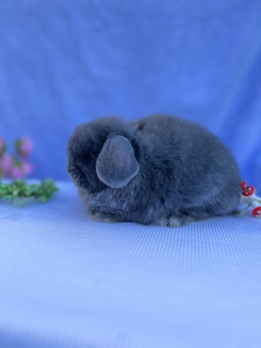 Голландський баранчик,карликові кролики,NHD