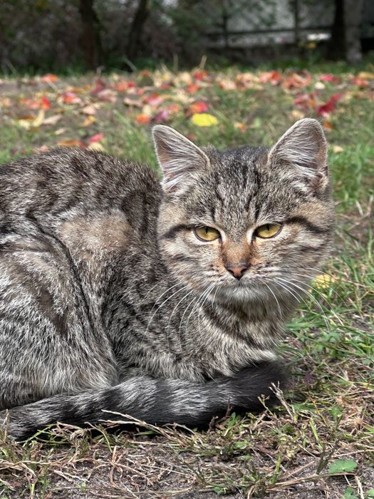 Котик в добрі руки