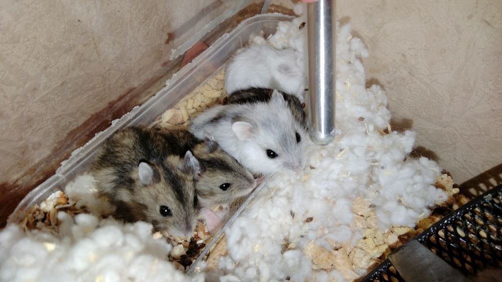 Хом'ячки джунгарики