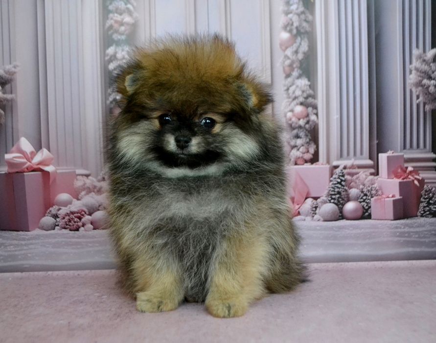 Дівчіна міні пом шпіц