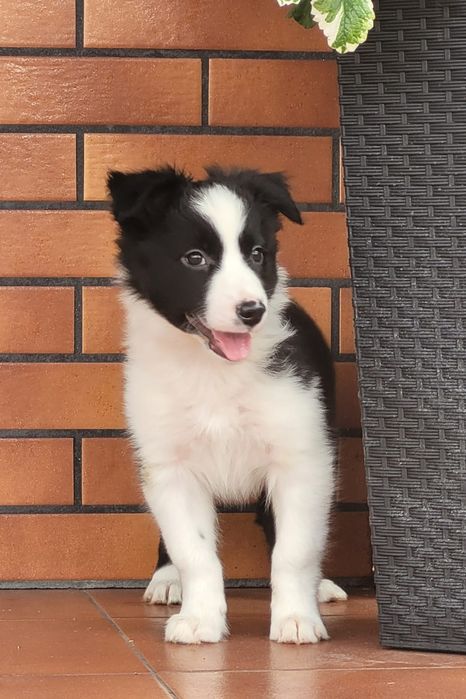 Border Collie Suczka Czarno Biała