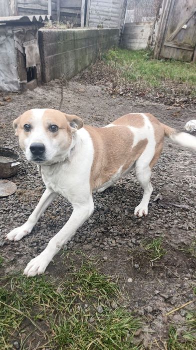 Віддам собаку в добрі руки