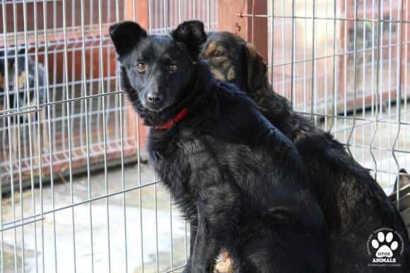 Fiesta poleca się do adopcji