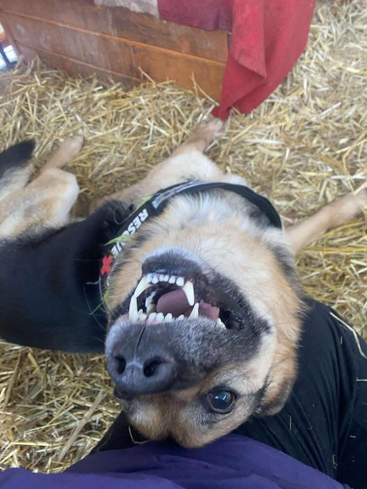 pies do adopcji za darmo