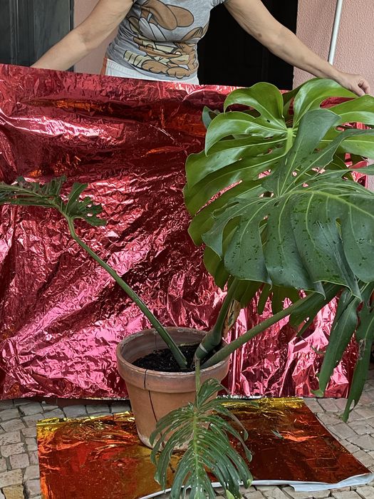 Plantas exterior - diversas