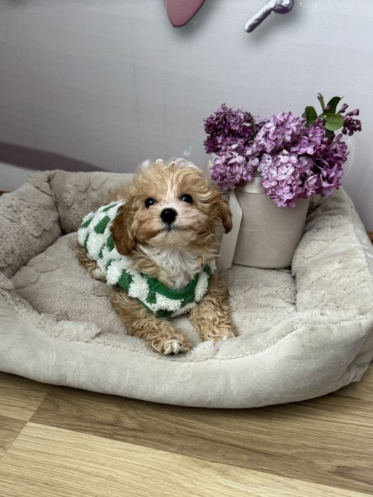 Мальтіпу мальтипу хлопчик