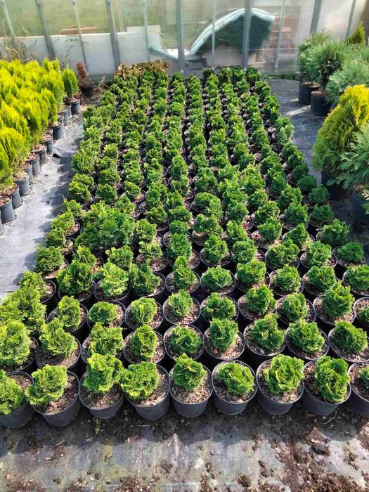 Декоративні хвойні рослини в горшках (ЗКС) ЯЛІВЦІ, ТУЇ, ЯЛИНКИ