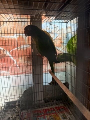 Aratinga ariticaudata testa azul