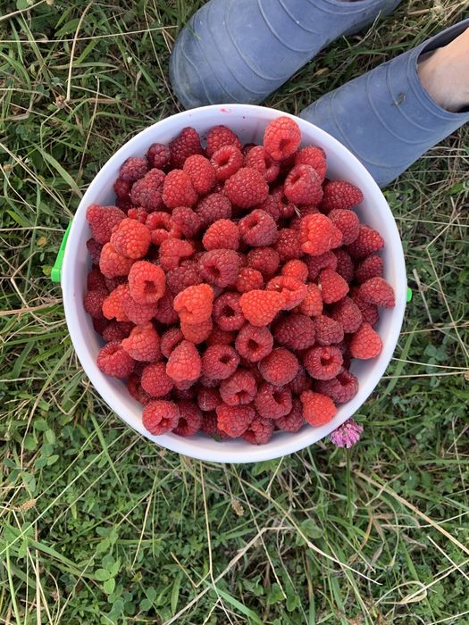 Саджанці  малини