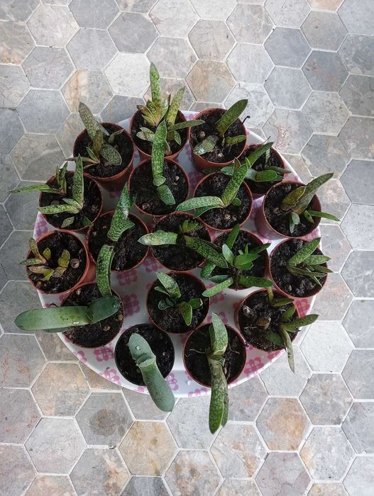 Planta suculenta, tenho vários para venda(ver fotos)