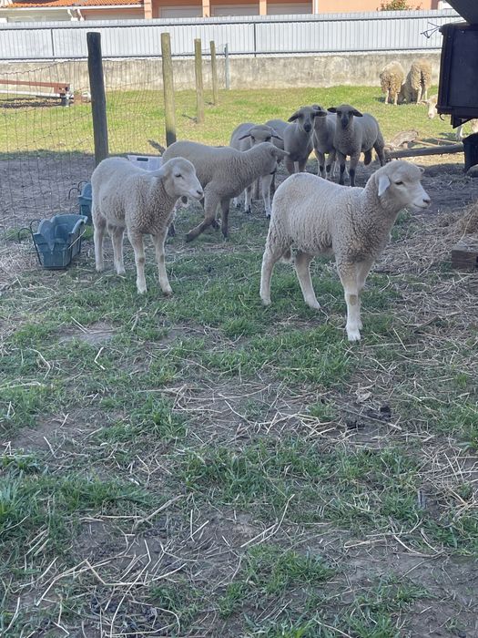 borregos disponiveis