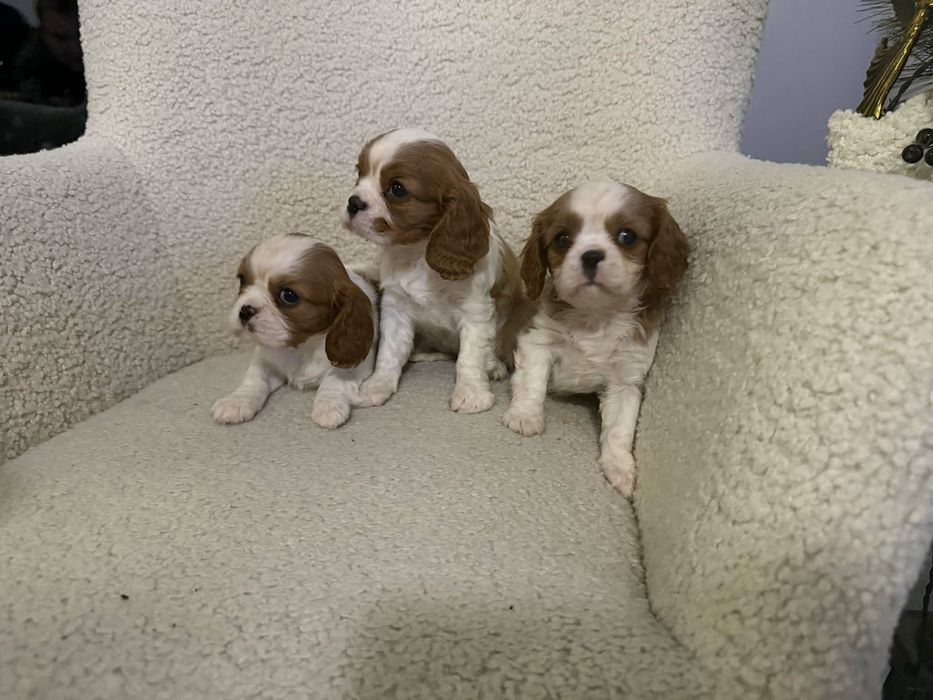 Sunia Cavalier Blenheim Gotowa do odbioru!