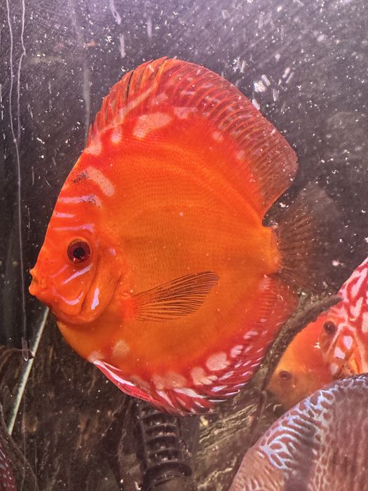 Likwidacja Paletki Red Panda, Snake Skin, LS po panterkach, Tiger