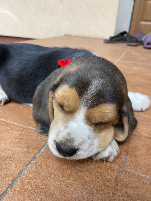 Продаю собаченят