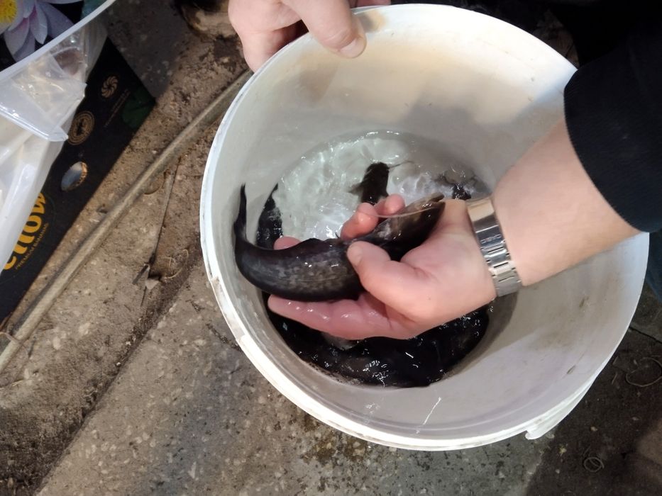 Sandacz pstrąg stawowy amur tołpyga koi