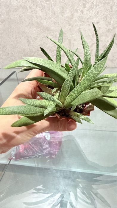 Вазон кімнатна рослина сукуленти  гастерія little warty