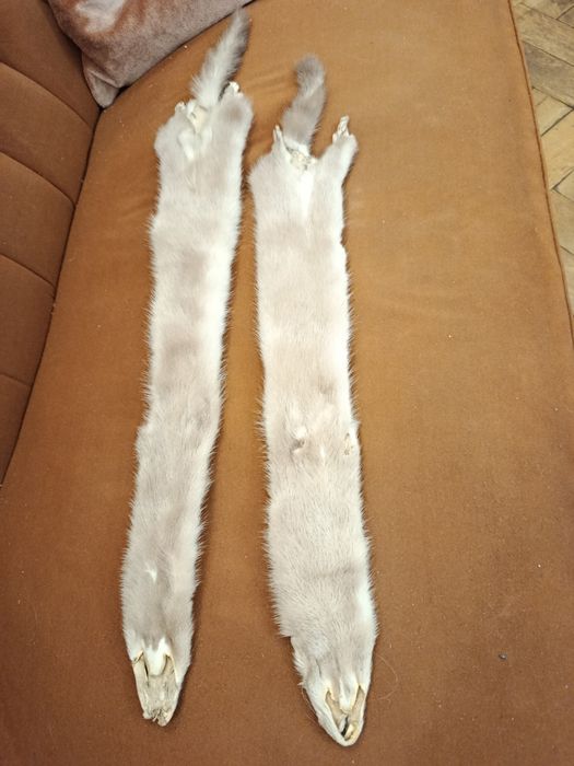 Skórki norek beżowe