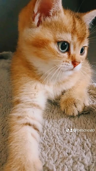 Британський короткошерстий хлопчик Briny25[11]