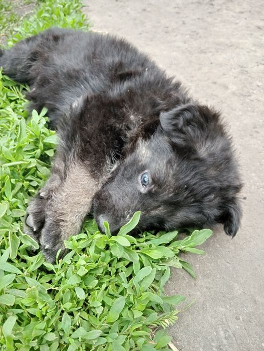 Продам цуценят німецької вівчарки