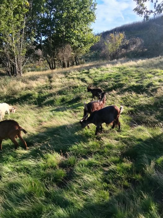 Cabras de varias idades e varias raças