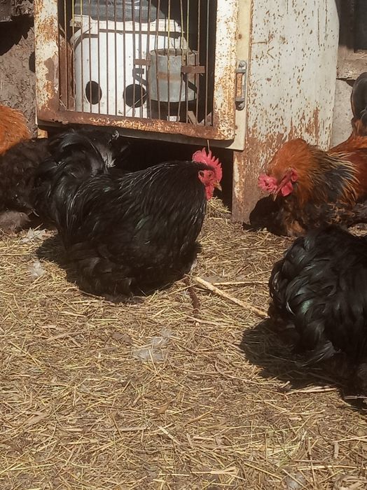 Півні кокенхінів