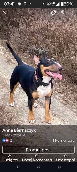 Bulterier miniaturowy