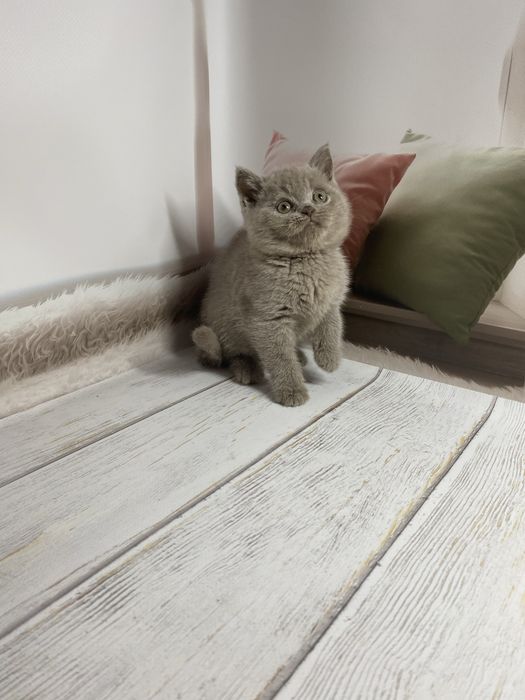 Шотландские котята девочка страйт