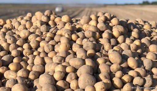 Продам картоплю Винета, Гренада