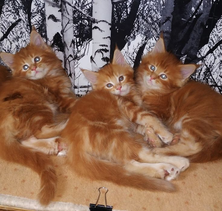 Малыши Карандаши Красные прекрасные Мейн куны