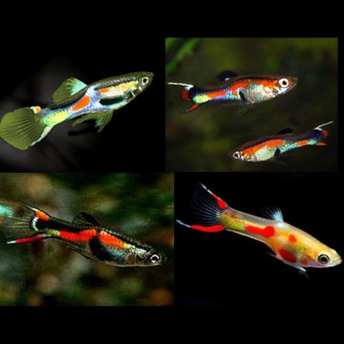 Guppies Endler machos, femeas e alevins recém-nascidos