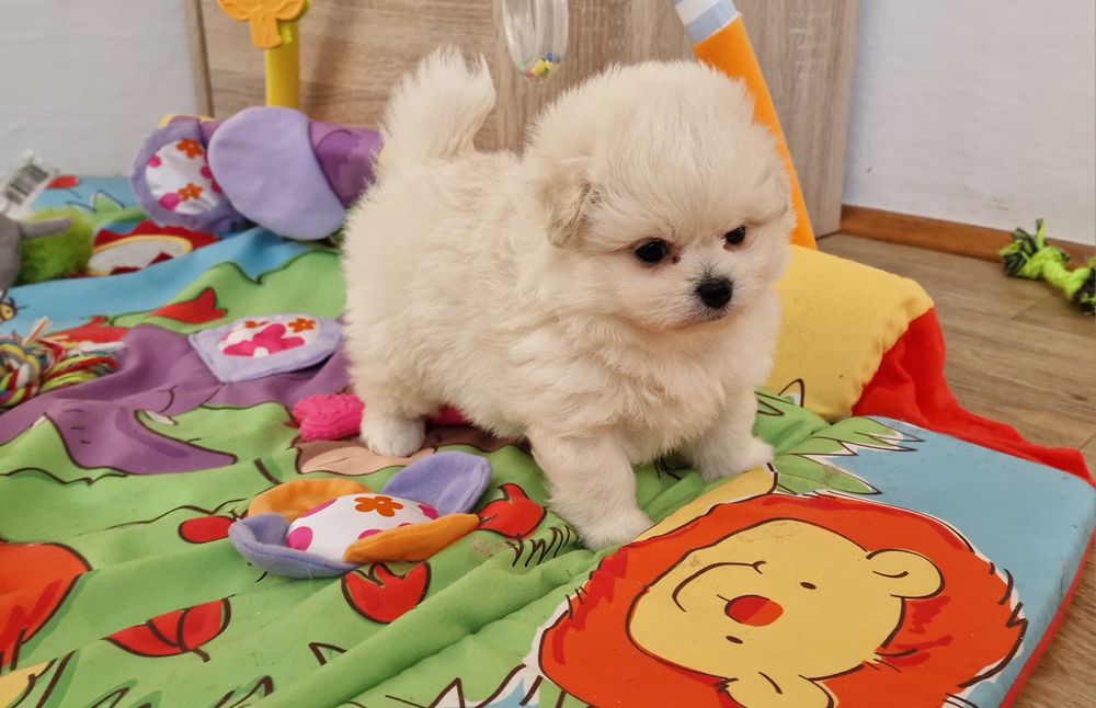 Śliczna biała suczka,  Pomapoo