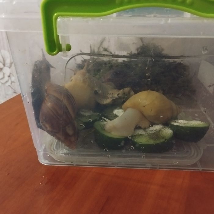 Равлики Ахатіни,подарую безкоштовно