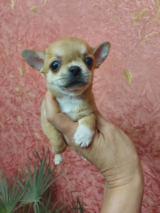 Дівчинка-намистинка