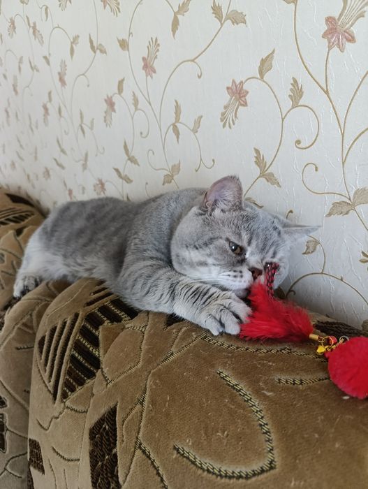 Шотландский голубой пятнистый а24 Гудвин